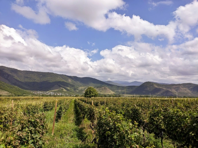 a lush green field with mountains in the background