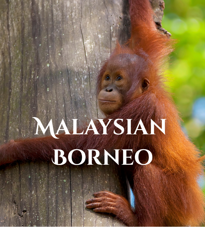 Malaysian Borneo Trip
