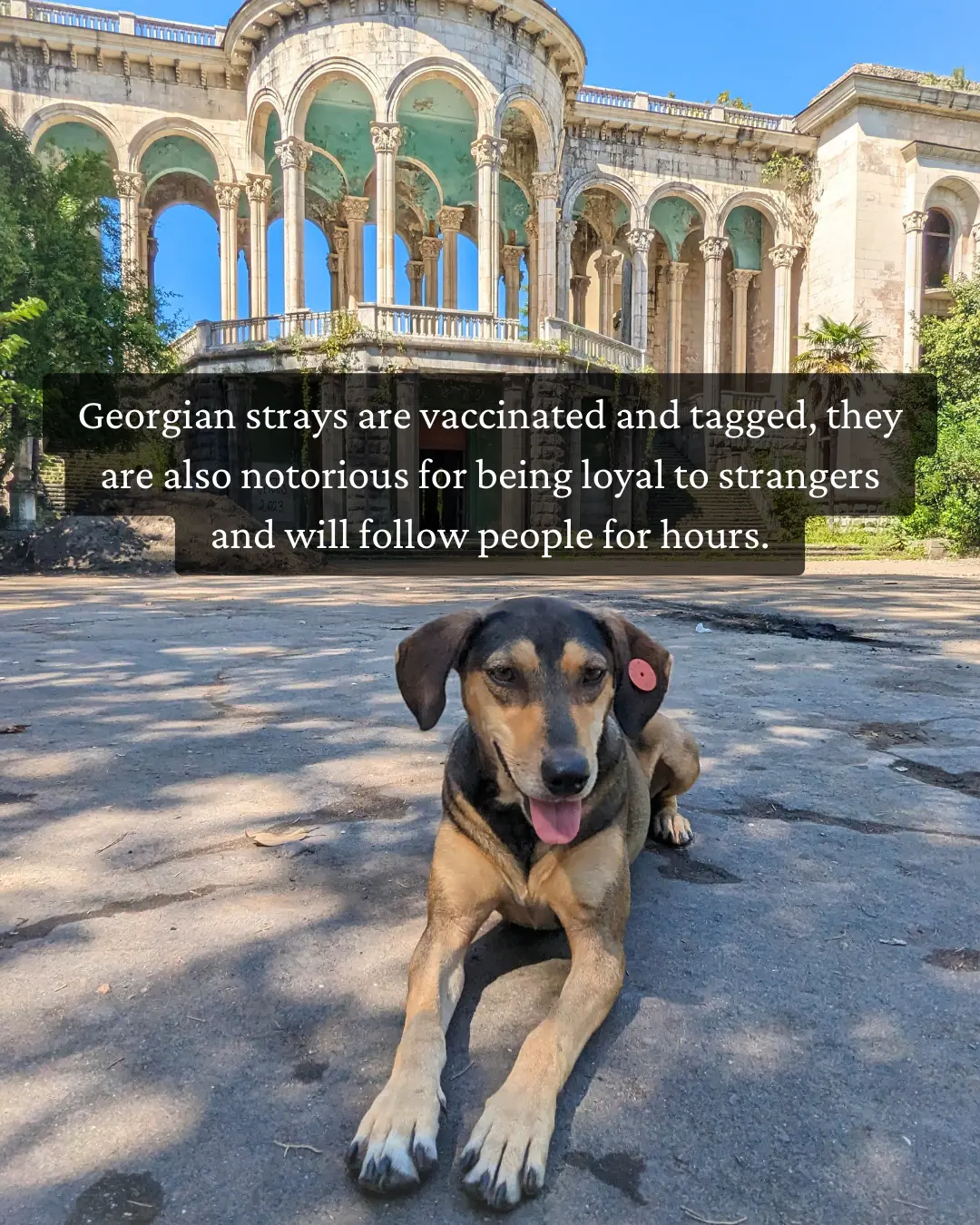 georgian dog