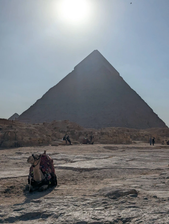 giza and camel