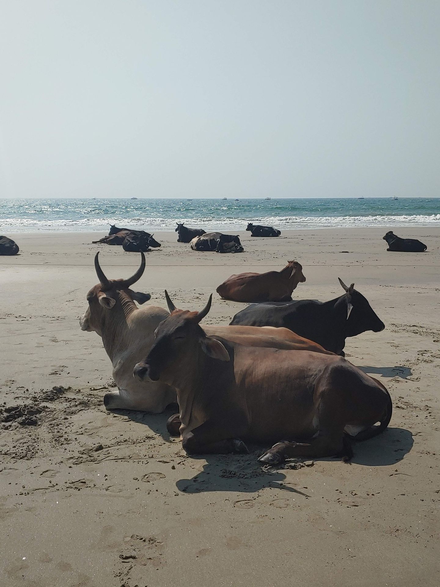 goa beach cow